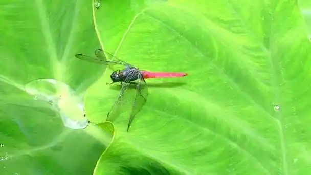 荷叶上面的蜻蜓!