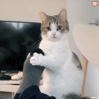 第五人格沙雕动图