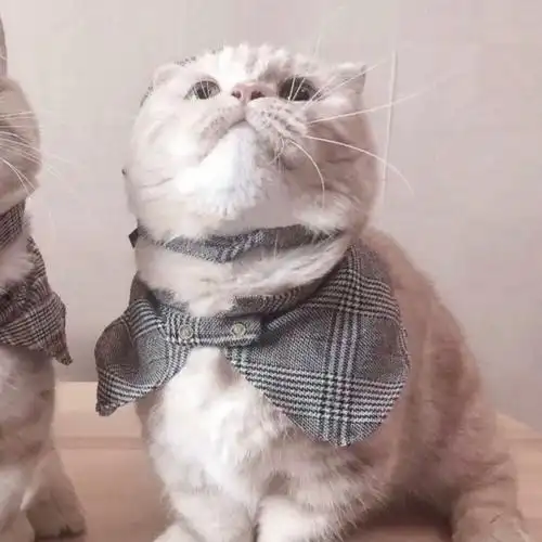 猫咪情侣头像喜欢带走