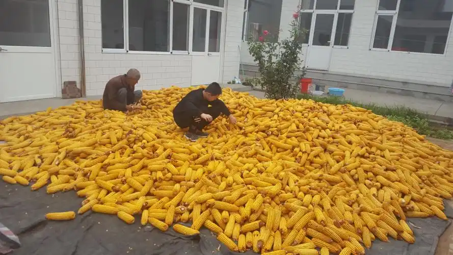 北方中学204高梓淇