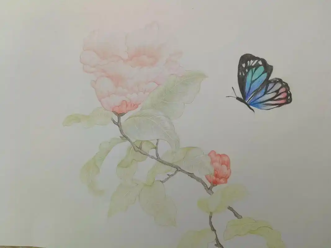 手绘花鸟 #彩铅 #疫情在家  - 抖音