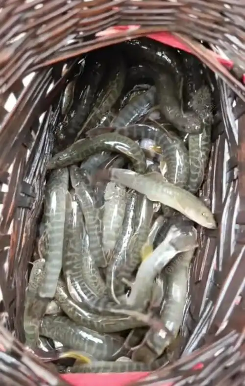 西乡哪里可以钓到钢鳅鱼呢?