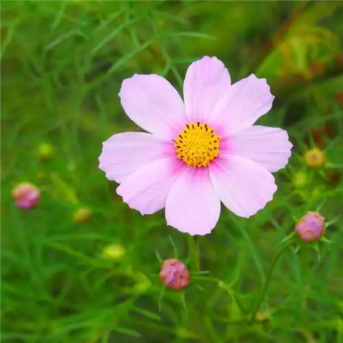 唯美格桑花头像图片 幸福生活和好运的美好愿望和感情_植物头像_头像