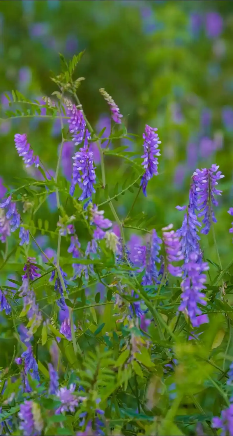 每日一花:野豌豆.自古家花没有野花香,不是没有道理的,这不要 - 抖音