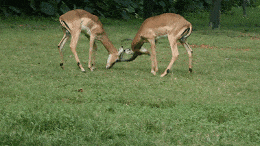 生而为人没能给动物们做好榜样我很抱歉