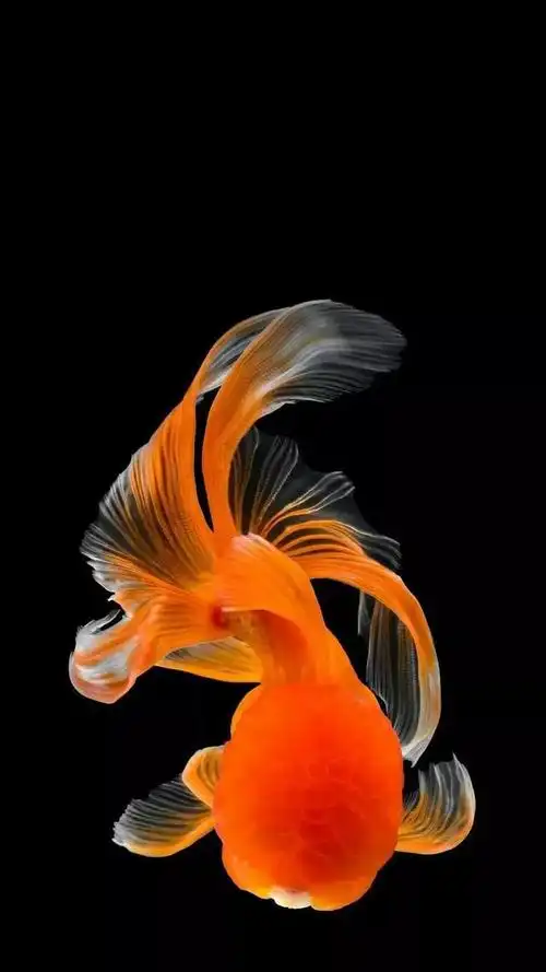 分享图片一漂亮的招财鱼._网易订阅