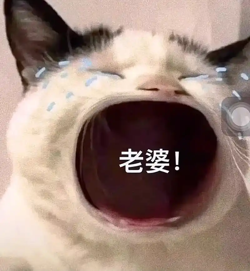 我承认,我是个老婆奴#猫咪表情包 #猫咪的迷惑行为 - 抖音