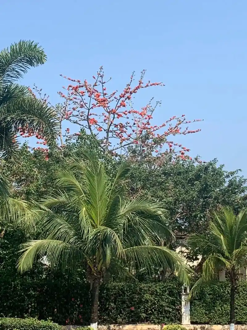 木棉花开了,以前只是听说过花的名字,这次…,北方人的我第一次 - 抖音