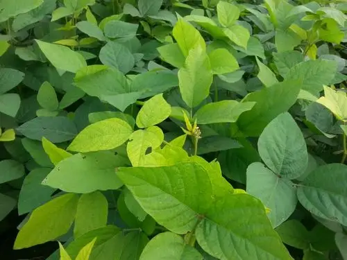 请问大豆叶子发黄是怎么了?
