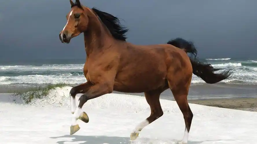 性格霸气却不霸道,一生都有贵人鼎力相助的3大生肖