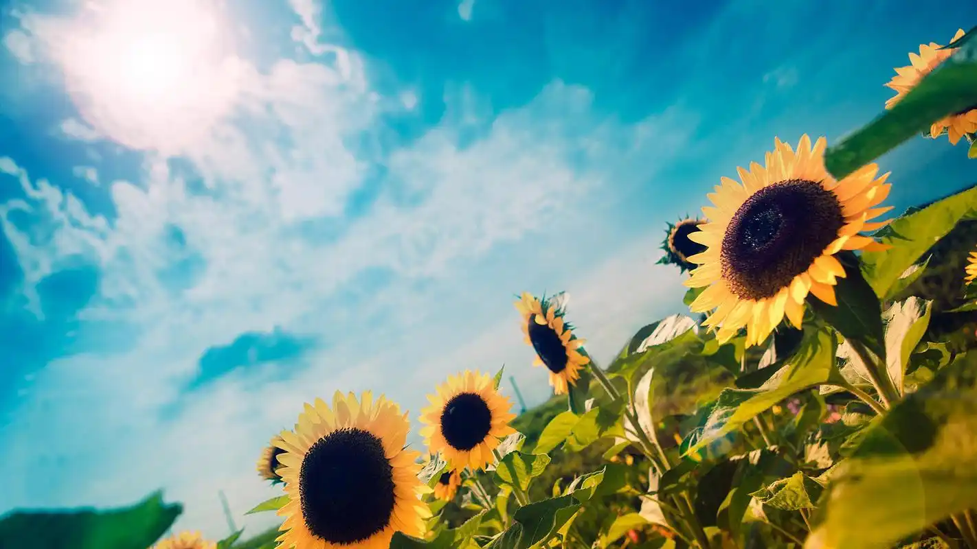 夏日小清新美丽风景高清壁纸