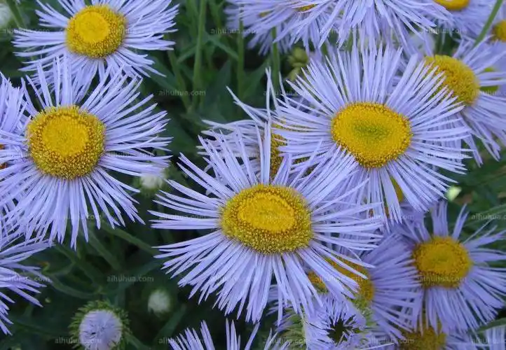 大花飞蓬怎么养