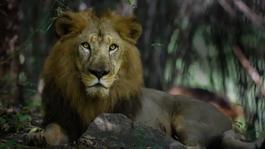 狮子壁纸【79】(动物静态壁纸) - 静态壁纸下载 - 元气壁纸