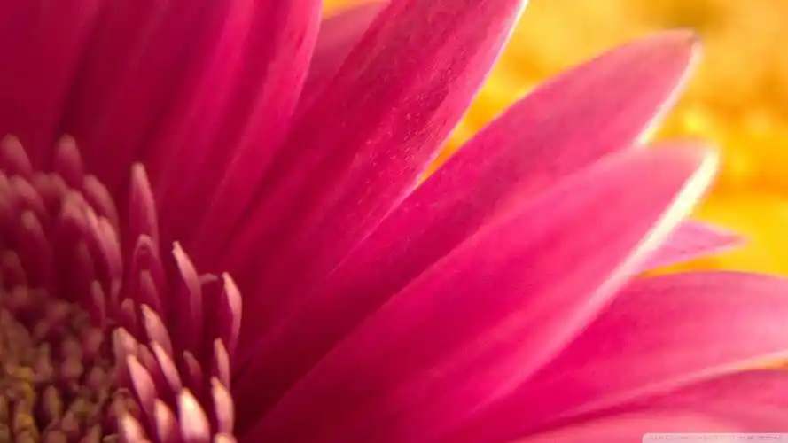 自然植物花卉颜色华美粉色flowersplantscolorfulpink壁纸图片