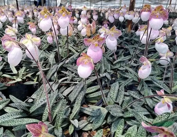 夯实产业发展根基,致力攻克兜兰的栽培,育种技术难题,强化新品种选育