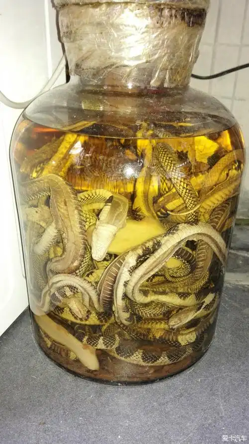 罗浮山的10年野生蛇酒,刚刚喝,不错
