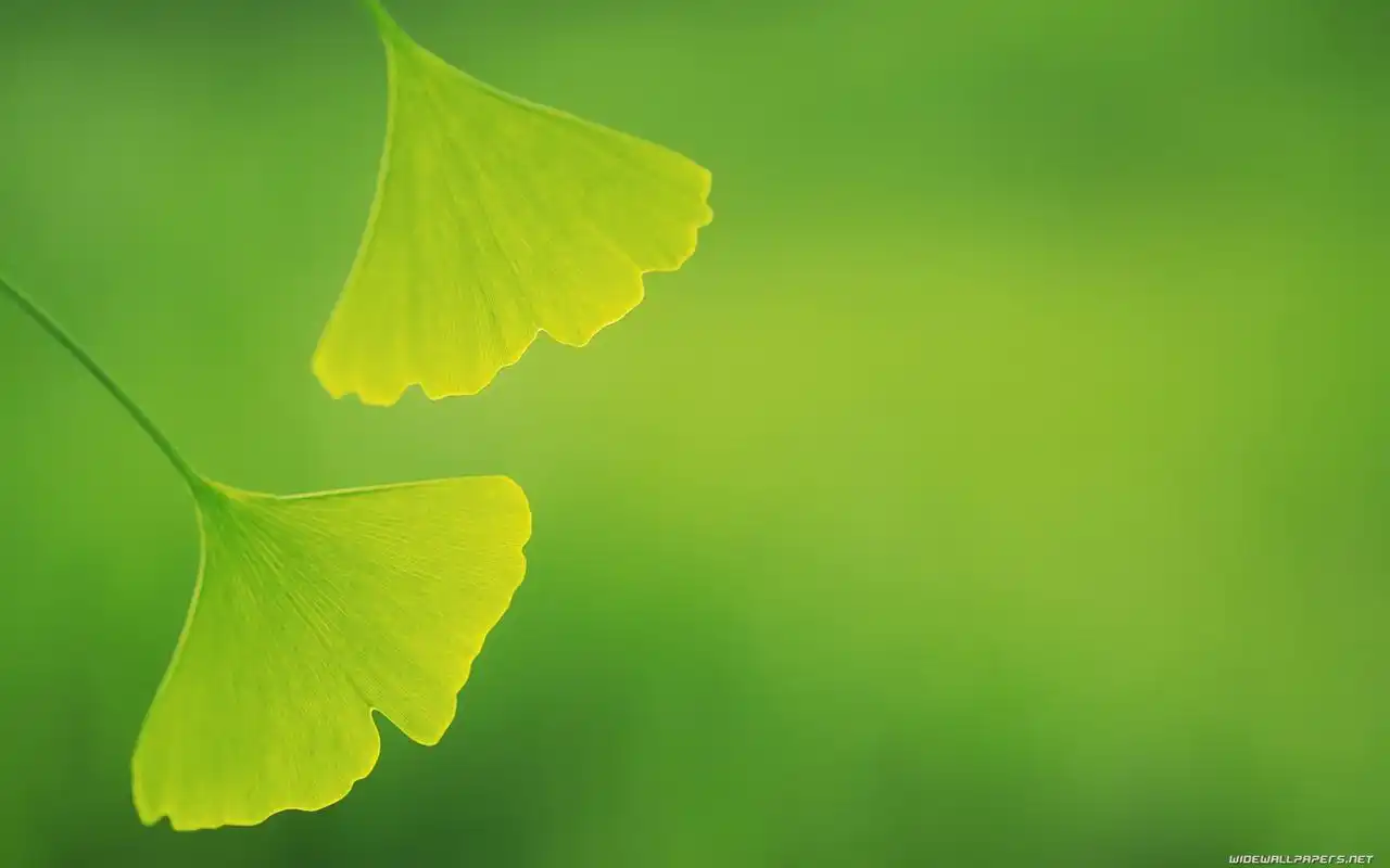 精选银杏树叶绿色清新护眼桌面壁纸