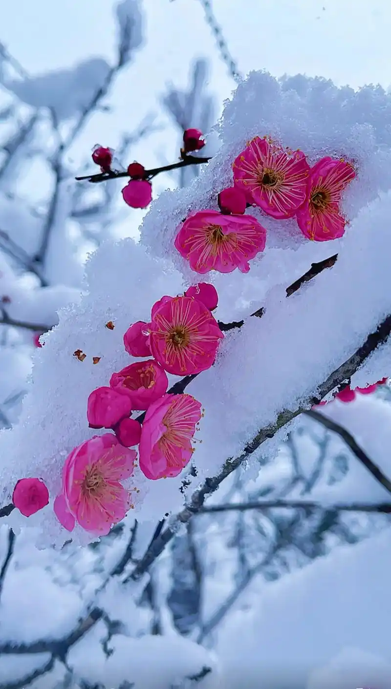 要有多幸运,你喜欢的人恰好也喜欢着你… #雪中梅花 #抖音图 - 抖音