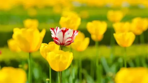 清新唯美自然风光高清桌面壁纸