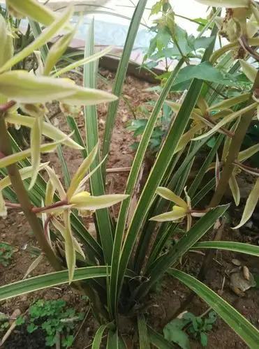 请兰花高手帮我看看这棵是什么兰花,价值多少,谢谢!