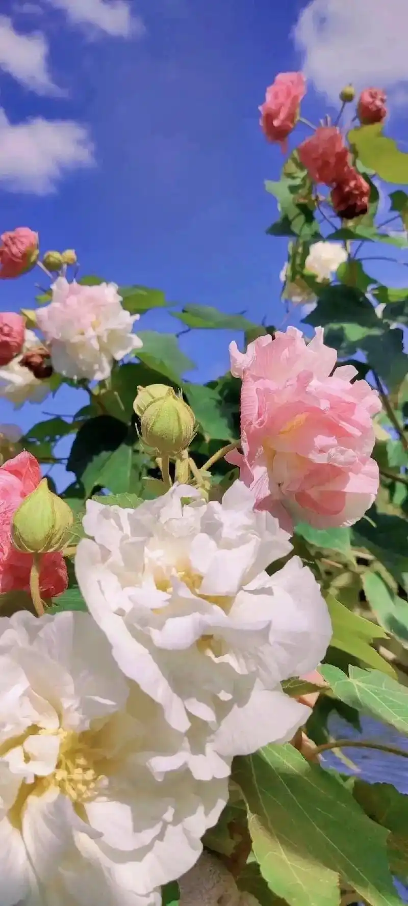 好看的竖屏手机锁屏壁纸当然要分享给啦#锁屏 #手机壁纸  - 抖音