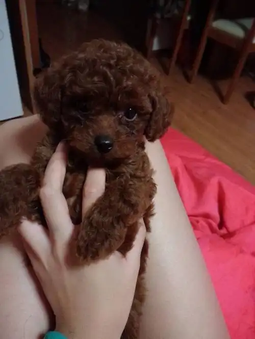 帮看看我家泰迪宝宝纯么,一个月这样