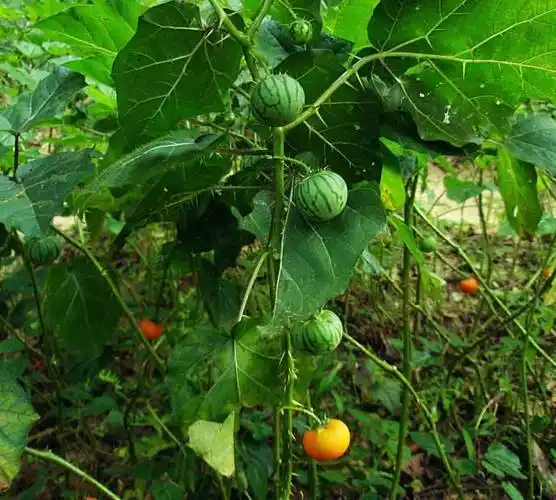 展开全部 牛茄子,茄科植物,果实有毒,不要误食.