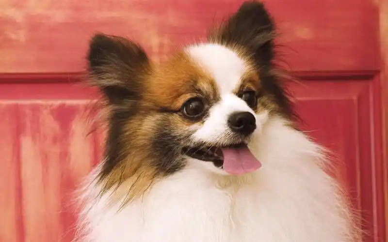 ps抠图系列14可爱的狗狗