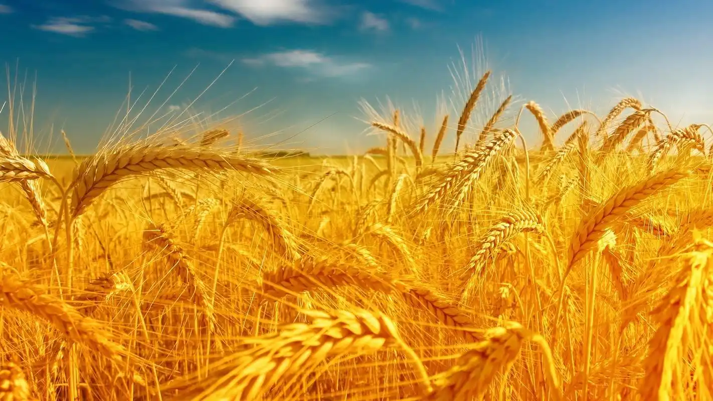 金色的小麦风景图片电脑壁纸