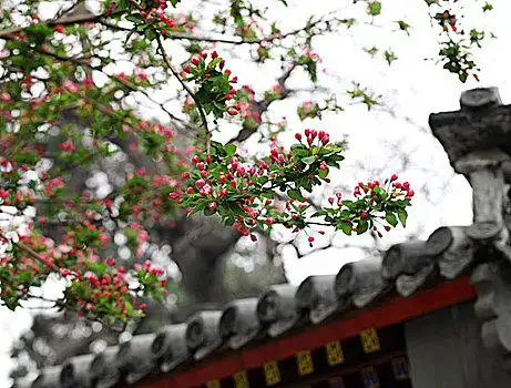 海棠树图片图片_海棠树图片图片大全_海棠树图片图片素材