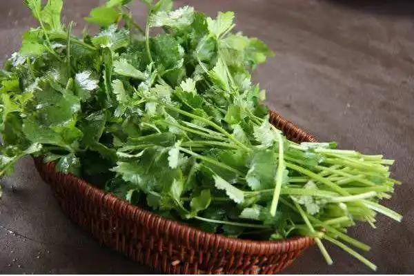 香菜图片大全香菜简介