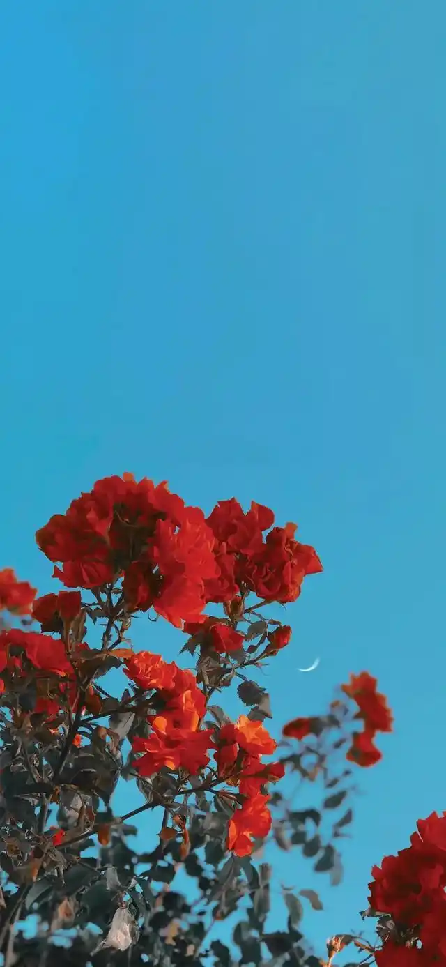 植物花卉高清壁纸:护眼,唯美小清新,挺养眼的