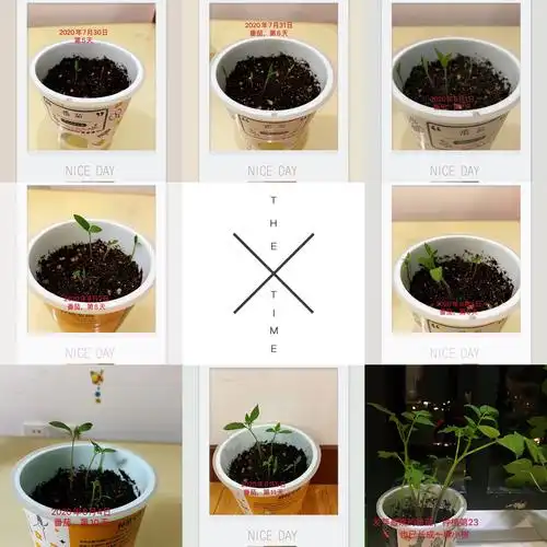 其它 丰富多彩的暑假生活 写美篇  番茄是我种植的三种植物中长得最慢