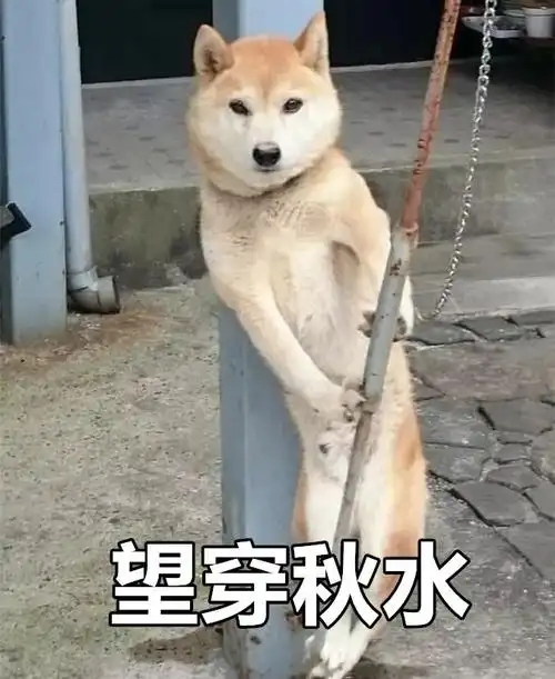 萌宠汪星人望穿秋水担心搞怪逗gif动图_动态图_表情包下载_soogif