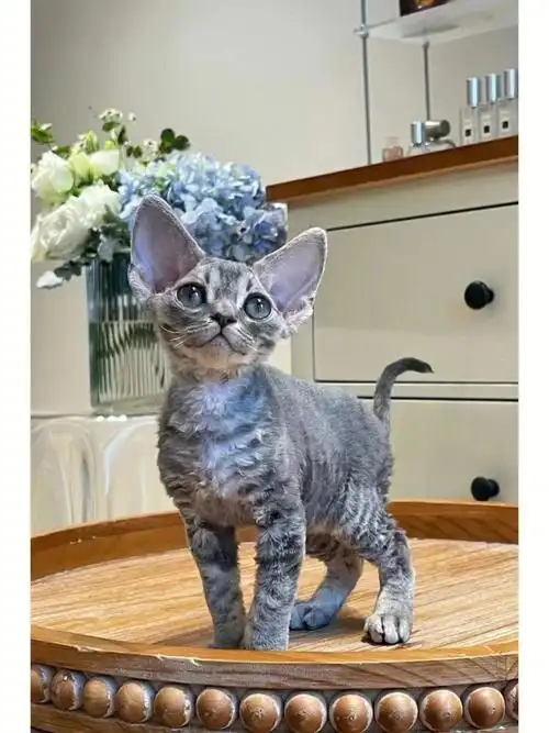 蓝虎斑德文弟弟