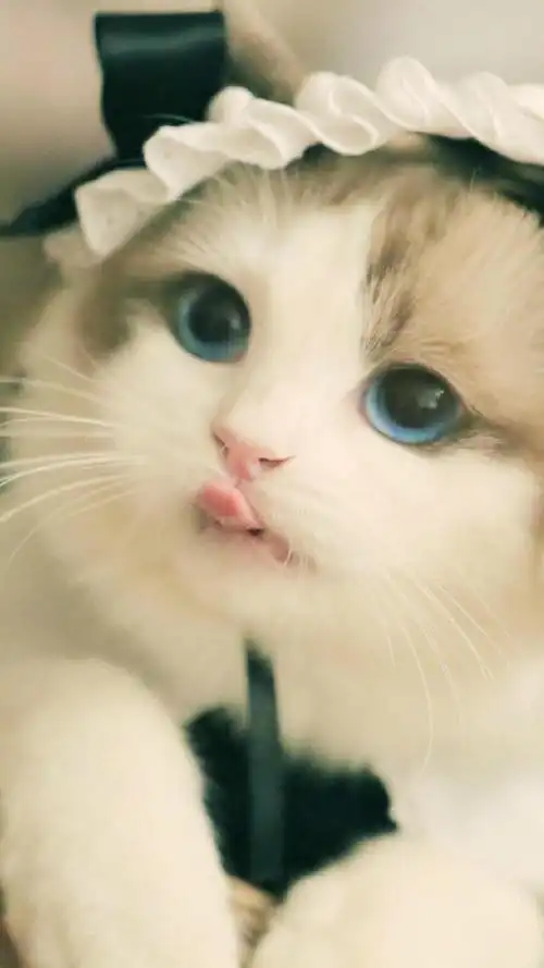 萌系可爱呆萌小猫咪写真