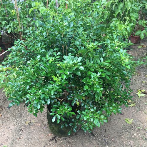 盆栽花卉四季九里香七里香树苗开花庭院易活花卉