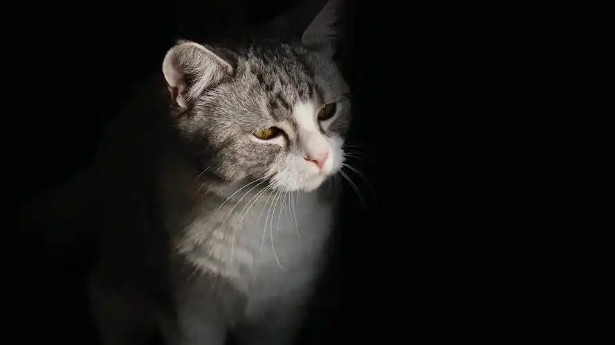 安装元气桌面,海量壁纸一键设置尺寸:3840x2160体积:1.