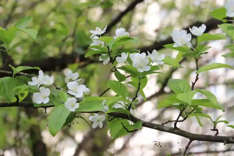 鹤峰梨花开满枝头绿叶挂满树梢