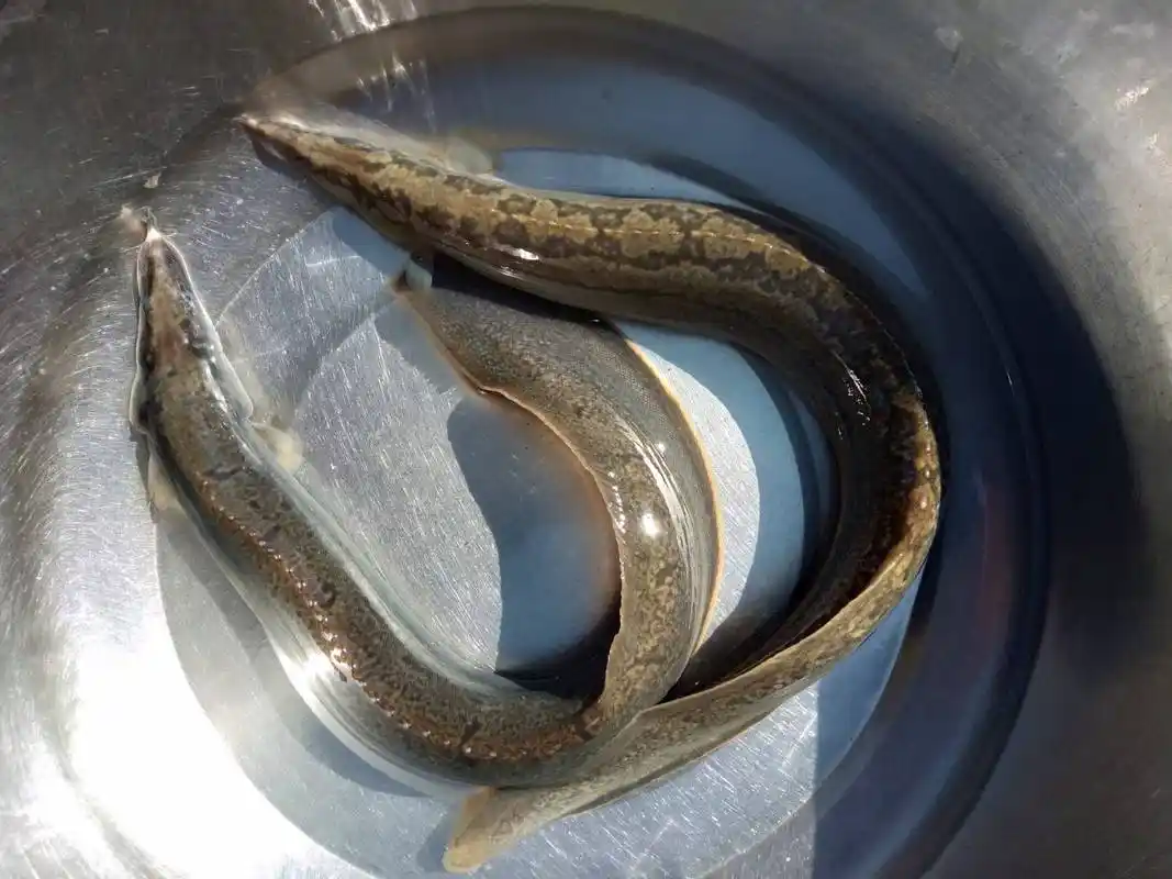 [刀鳅批发]刀鳅 人工养殖 3-5cm 50-60尾/公斤价格4元/斤 - 惠农网