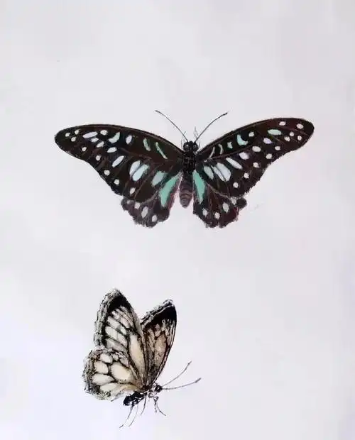 众多工笔蝴蝶的范图欣赏