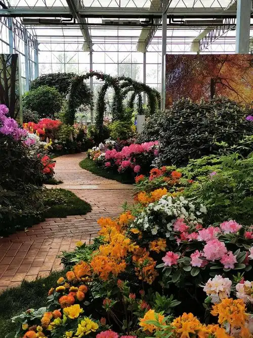 面朝大海,杜鹃花开—日照第二届杜鹃花展(室内篇)