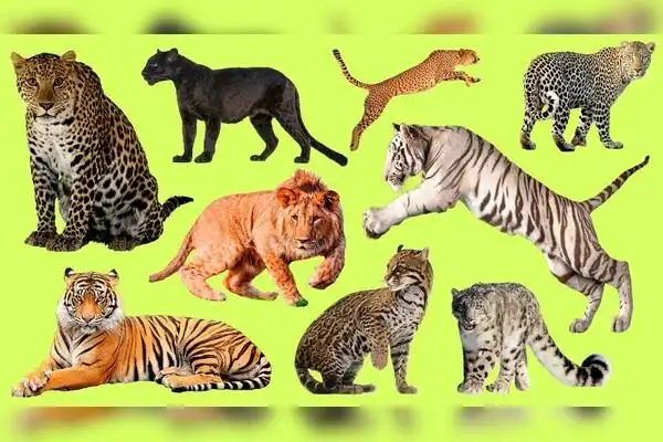 介绍动物园的大型猫科动物