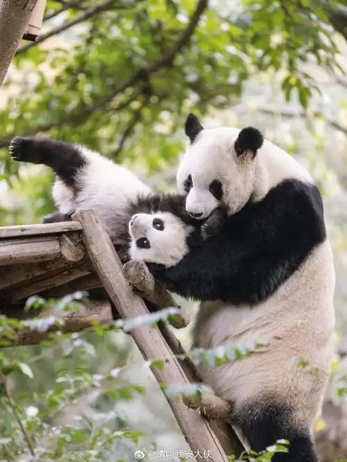 必打卡的大熊猫繁育研究基地,真的太大了,一个野生动物园的规模,不同