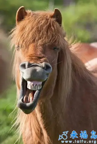 是什么让你笑的如此开心呢?