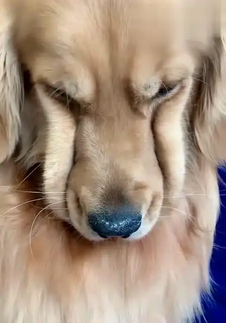 主人训斥金毛拆家,看把它给委屈的,这表情真是让人哭笑不得!