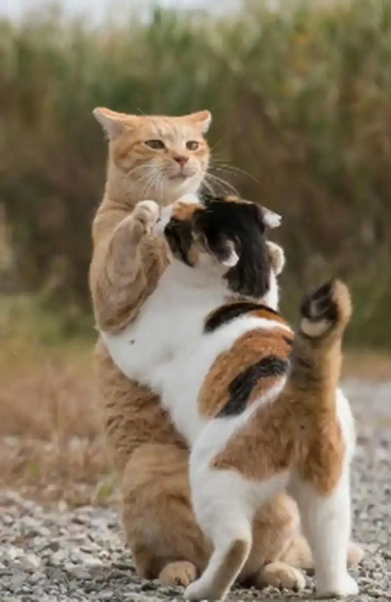 猫子:亲爱的,爱我你就抱抱我.