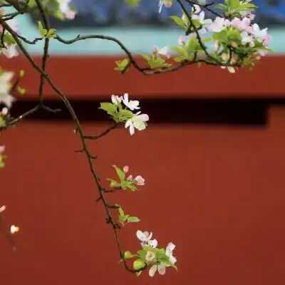 朋友圈背景图 手机壁纸 鲜花 意境图片 ins风简约风格