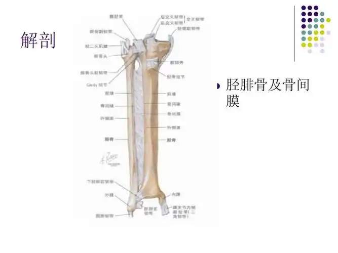 小腿筋膜间室综合征ppt