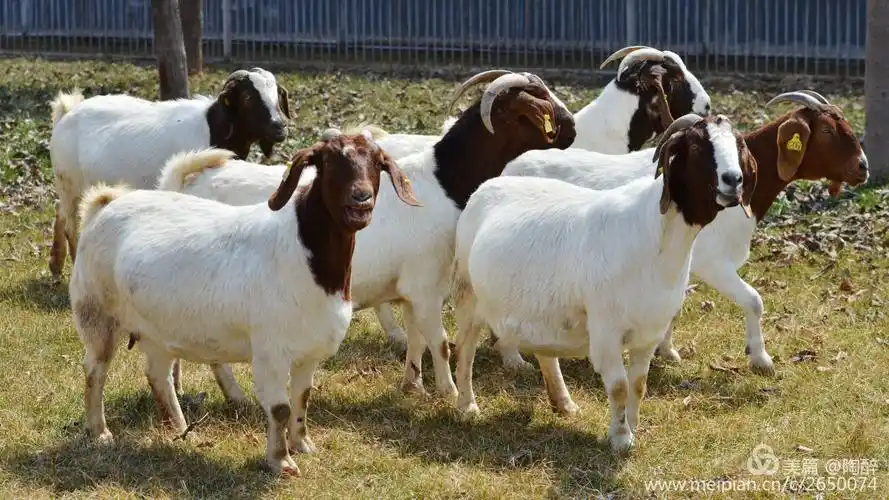 布尔羊——世界肉山羊的王者 - 美篇